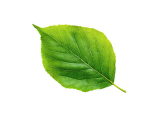 Fototapeta premium Vibrant green leaf with detailed veins on black background plant nature, Isolated, Transparent Png