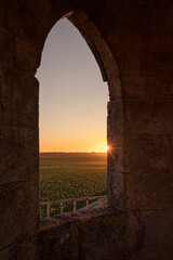 Obraz premium sunset over the vineyards in By, Medoc, France