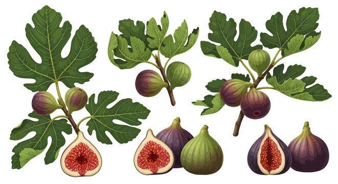 Figs fruits with leaves on branches