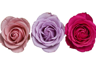 Three delicate roses in soft pink lavender and vibrant fuchsia isolated on transparent background