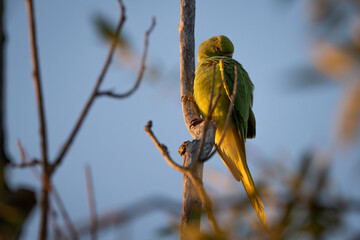 Birds can be shy, too.