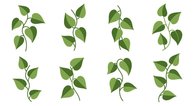 Heart shaped leaves on branches
