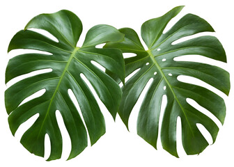 Two tropical leaves monstera isolated on white background. monstera leaf a. Object with clipping path