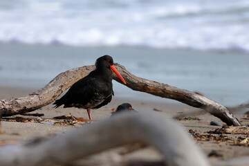 variable oystercatcher