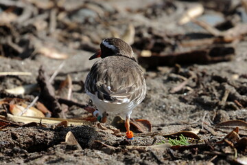 shore plover