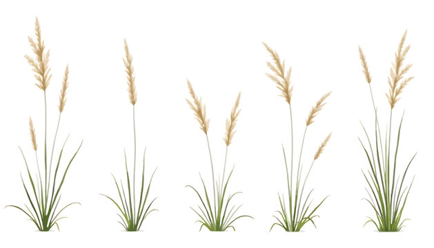 Various grass illustration