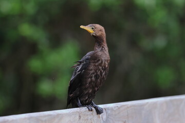 pied cormorant