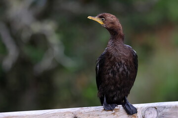 pied cormorant