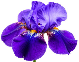 iris flower isolated on white