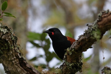 north island saddleback