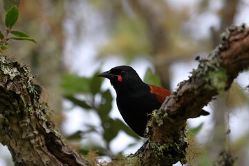 north island saddleback