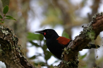 north island saddleback