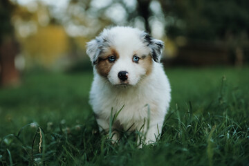 Australian shepherd puppy aussie summer 