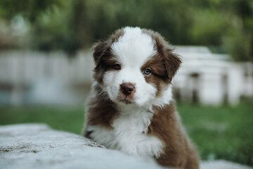 Australian shepherd puppy aussie summer 
