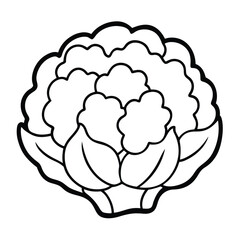 Fresh cauliflower illustration on a clean white background for design