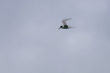 tern