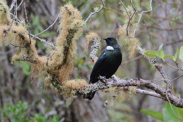 tui