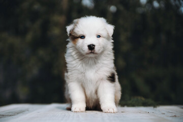 Australian shepherd puppy aussie summer 