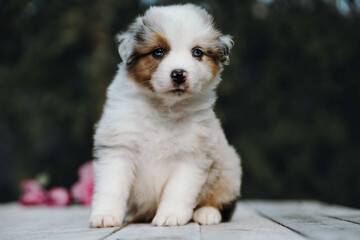 Australian shepherd puppy aussie summer 