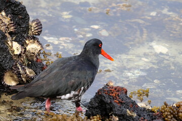 variable oystercatcher