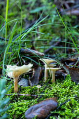 Two mushrooms are growing in a field of grass