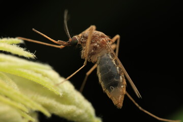 A close-up macro photograph of a mosquito, possibly belonging to the Anopheles or Culex genus, such as Anopheles gambiae, Culex pipiens, or Culex tritaeniorhynchus, resting on a green leaf or plant.