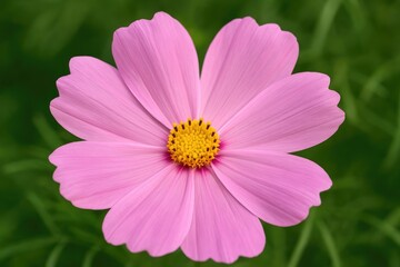 Obraz premium Close-up of pink cosmos flower stamens