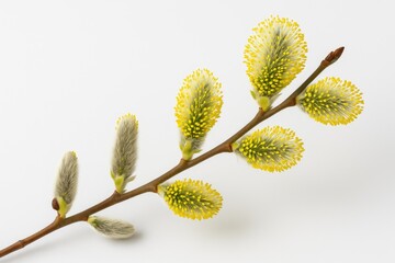 Delicate willow branch with catkins blooming in spring against a white backdrop