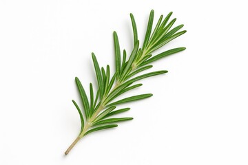 Fototapeta premium A bunch of fragrant rosemary leaves