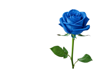 A single vivid blue rose with green leaves and stem isolated on transparent background