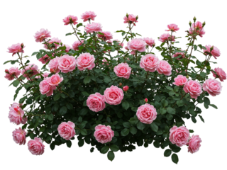 Abundant bush of pink roses with green leaves isolated on transparent background