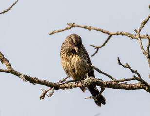 Female Red-Winged Blackbird (Agelaius phoeniceus) Resting on Bare Tree Limb
