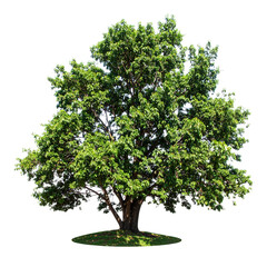Fototapeta premium Beautiful lush green deciduous tree with dense foliage and sturdy trunk standing on grass under clear sky in a natural outdoor environment