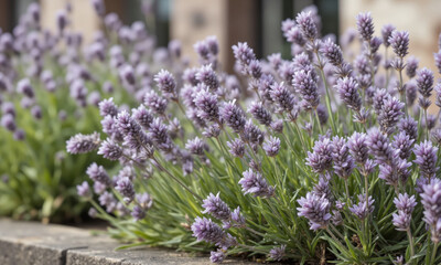 Obraz premium Mediterranean Sea Lavender (Limonium spp.) Known for its attractive clusters of small purple, pink, or white flowers, Mediterranean sea lavender