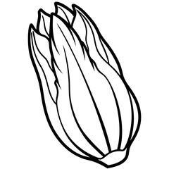 Endive line art vector