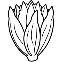 Endive line art vector