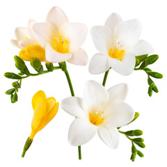Botanical Freesia Arrangement – Three Unique Views in PNG Format