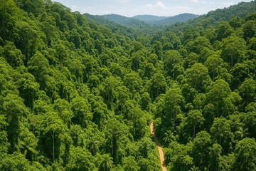 Lush tropical greenery from an aerial perspective, showcasing vibrant forest canopies and thriving wildlife during summer.
