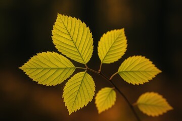 Bright yellow-green foliage with jagged margins, contrasted against a shadowy, out-of-focus backdrop, illustrating a seasonal change.