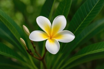 Fototapeta premium Exotic tropical blossom blooming on a tree
