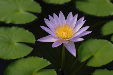 Radiant violet lotus blossoming in a tranquil pond with water lilies