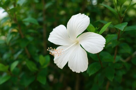 Hibiscus flower blooming on a branch