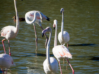 Flamingos in the marsh. Saintes-Maries-de-la-Mer, France