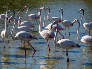 Flamingos in the marsh. Saintes-Maries-de-la-Mer, France