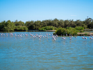 Flamingos in the marsh. Saintes-Maries-de-la-Mer, France