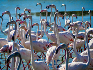 Flamingos in the marsh. Saintes-Maries-de-la-Mer, France