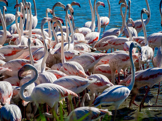 Flamingos in the marsh. Saintes-Maries-de-la-Mer, France