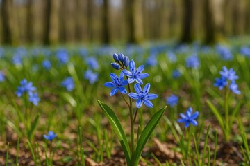 Early spring blooms of the Scilla Squill plant in a woodland setting