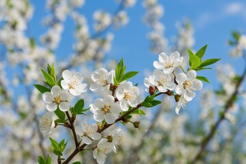 Obraz premium Springtime in the garden: vibrant wild apricot blossoms and tree pollination