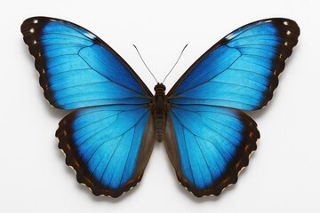 Vivid blue butterfly showcasing natural beauty against a plain white backdrop